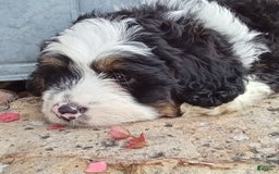 Mini Bernedoodle dogs for sale: Banjo - Image 13