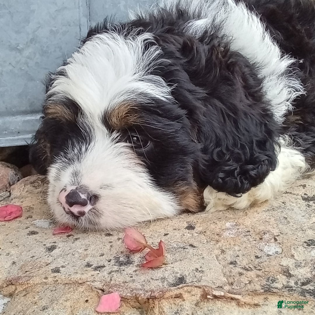 Mini Bernedoodle dogs for sale: Banjo - Image 13