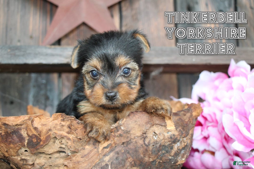 Yorkshire Terrier dogs for sale: Tinkerbell - Image 1