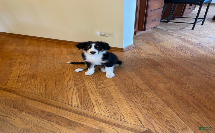 Australian Shepherd dogs for sale - Ad 4