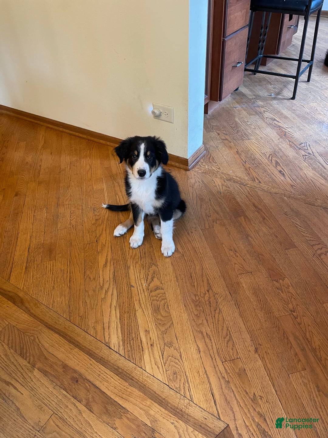 Australian Shepherd dogs for sale: Thor - Image 1