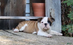 English Bulldog dogs for sale: Wendy - Image 18