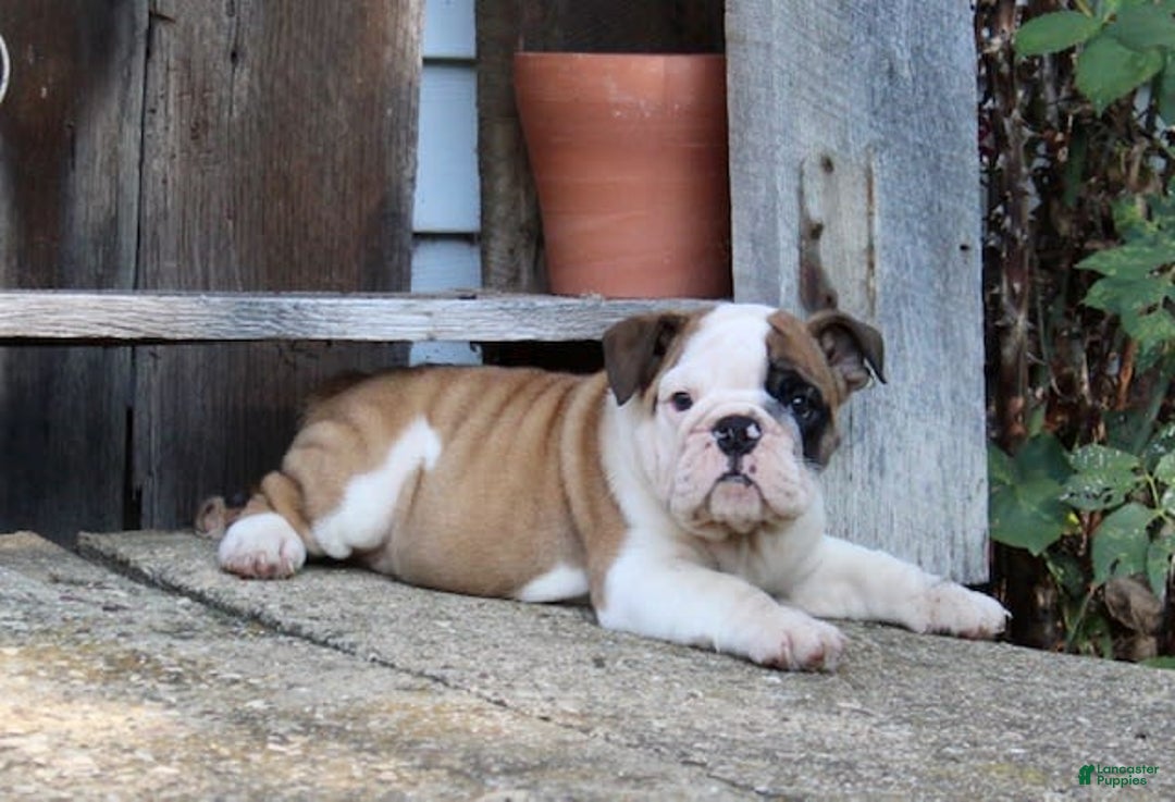 English Bulldog dogs for sale: Wendy - Image 18