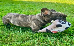 French Bulldog dogs for sale: Rocky - Image 3