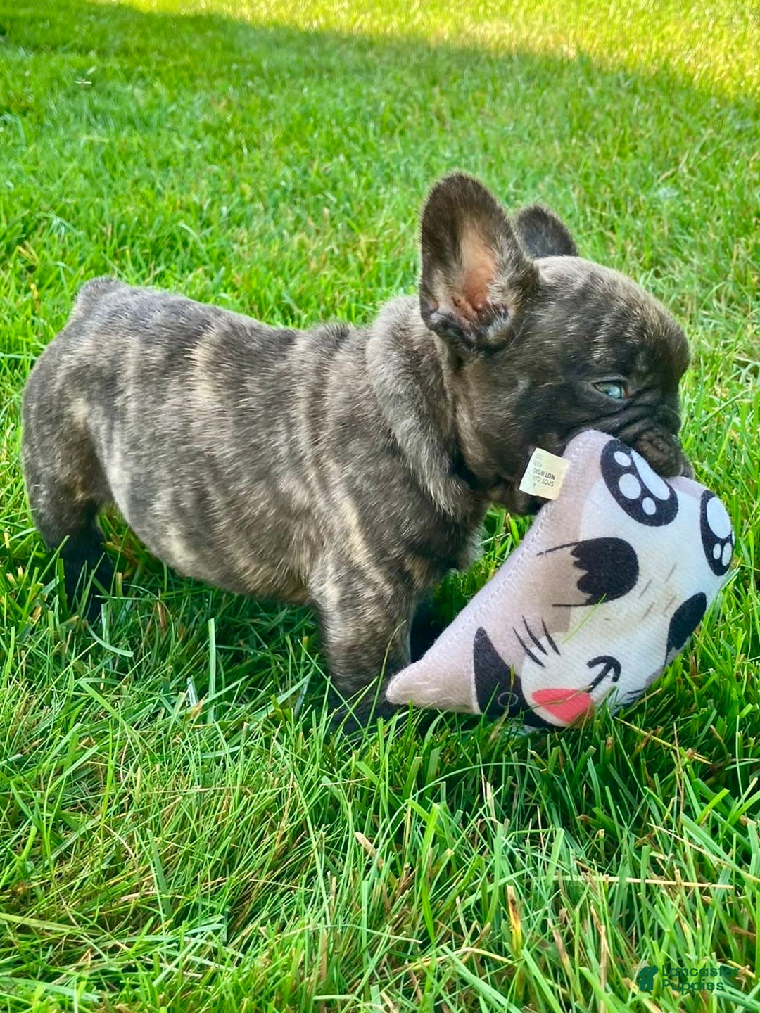 French Bulldog dogs for sale: Rocky - Image 3