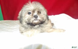 Teddy Bear dogs for sale: bruiser - Image 3