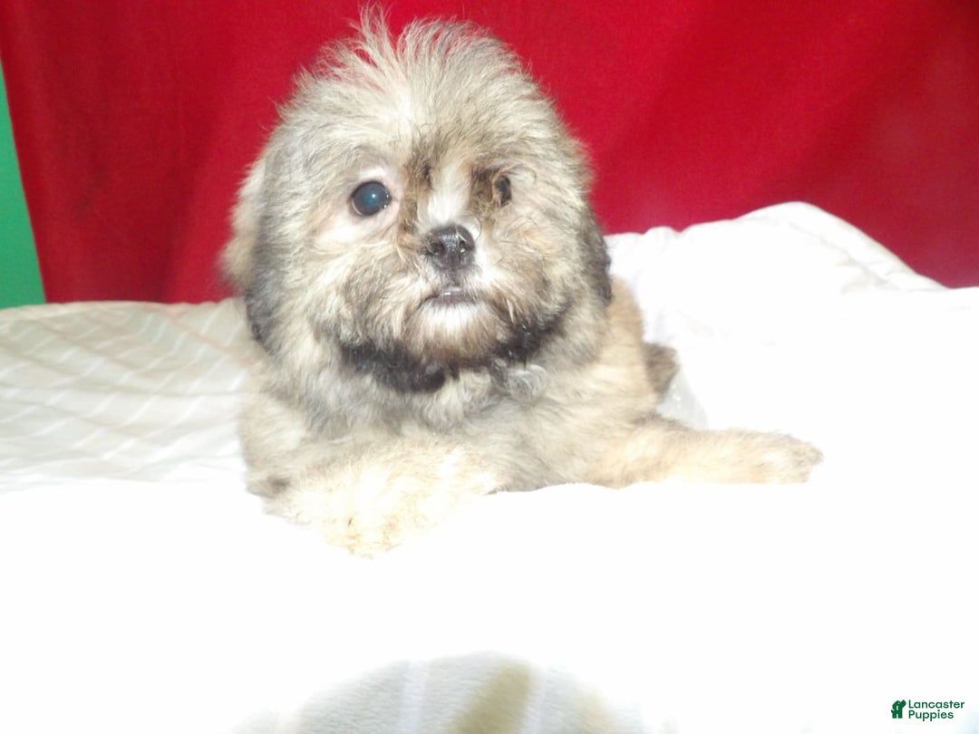 Teddy Bear dogs for sale: bruiser - Image 3