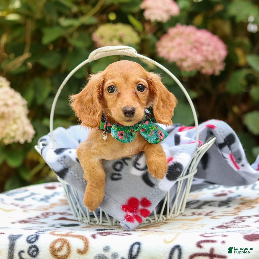 Miniature Dachshund dogs for sale: Sophie - Image 9