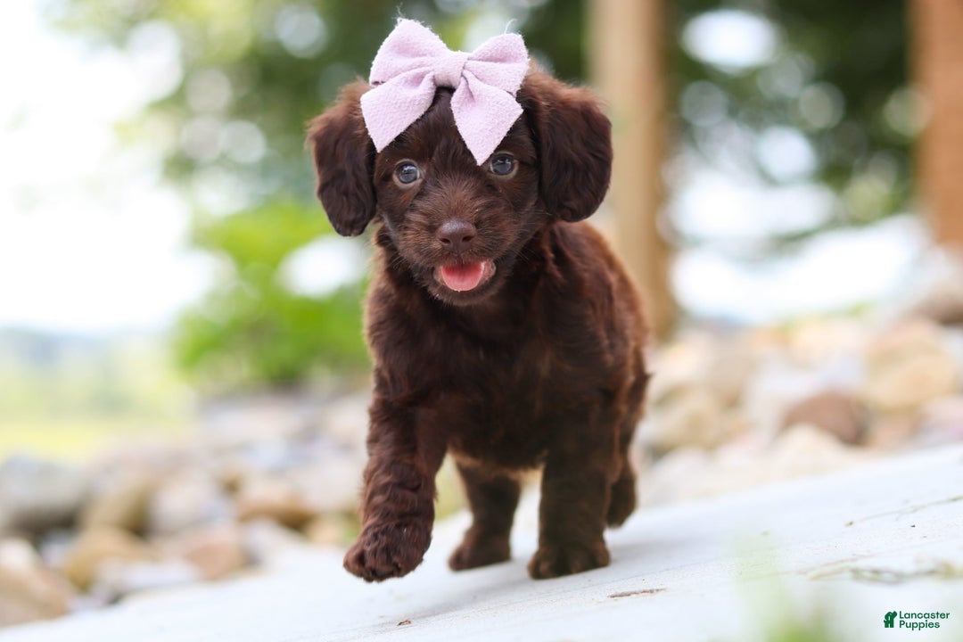 Miniature Dachshund dogs for sale: Chai - Image 9