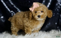 Miniature Poodle dogs for sale: Cher - Image 3