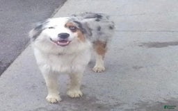 Australian Shepherd dogs for sale: Zoey - Image 16