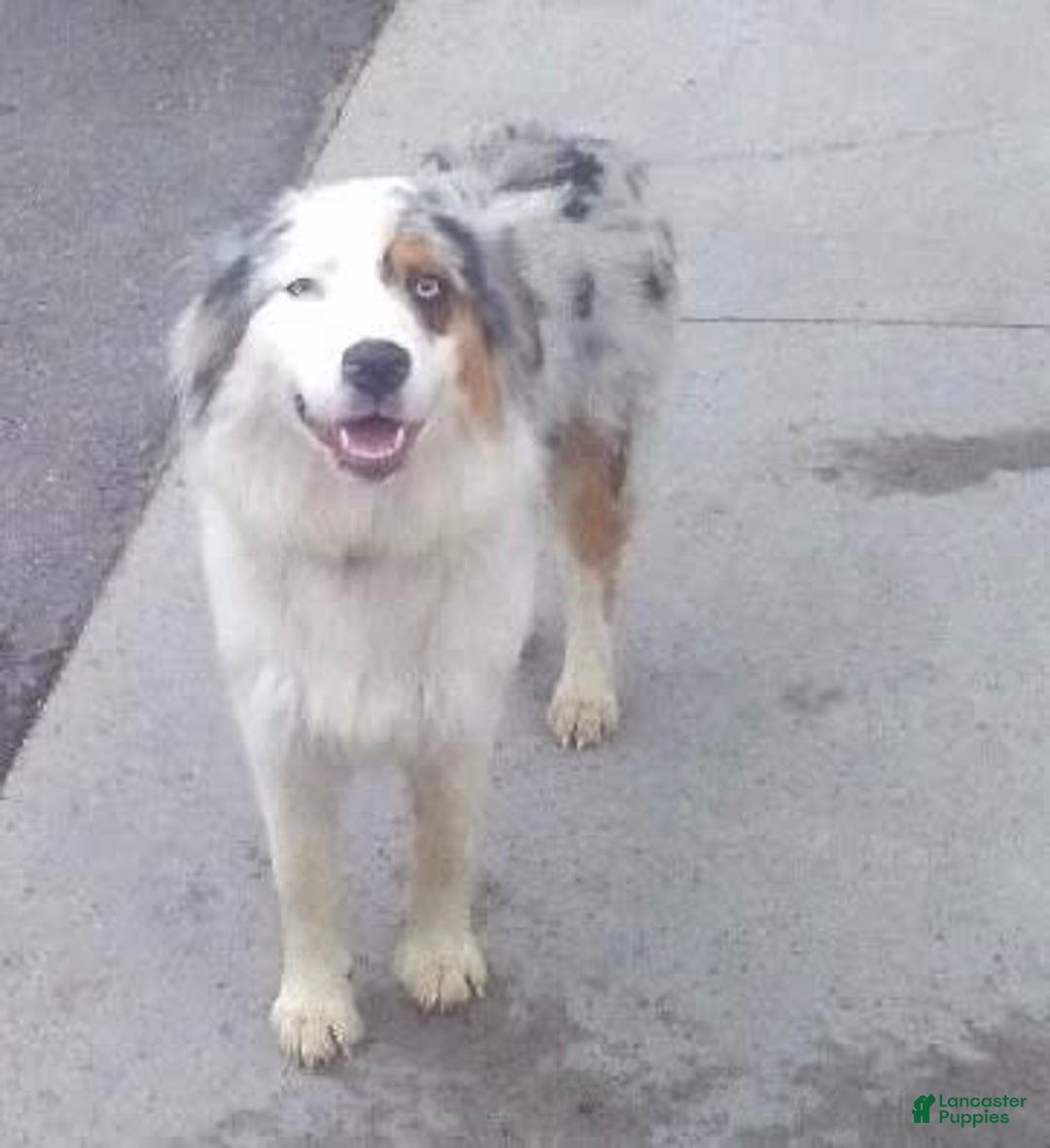 Australian Shepherd dogs for sale: Zoey - Image 16
