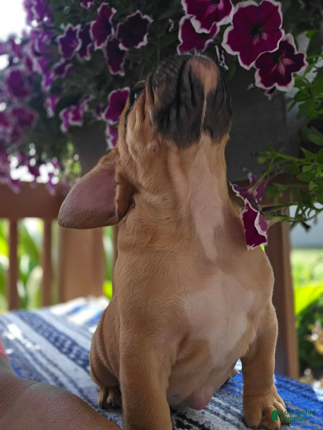 English Bulldog dogs for sale: Hunter - Image 6