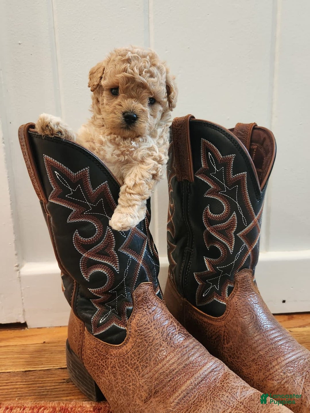 Maltipoo dogs for sale: Teddy - Image 5