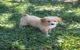 Pomapoo dogs for sale: Poncho - Image 1