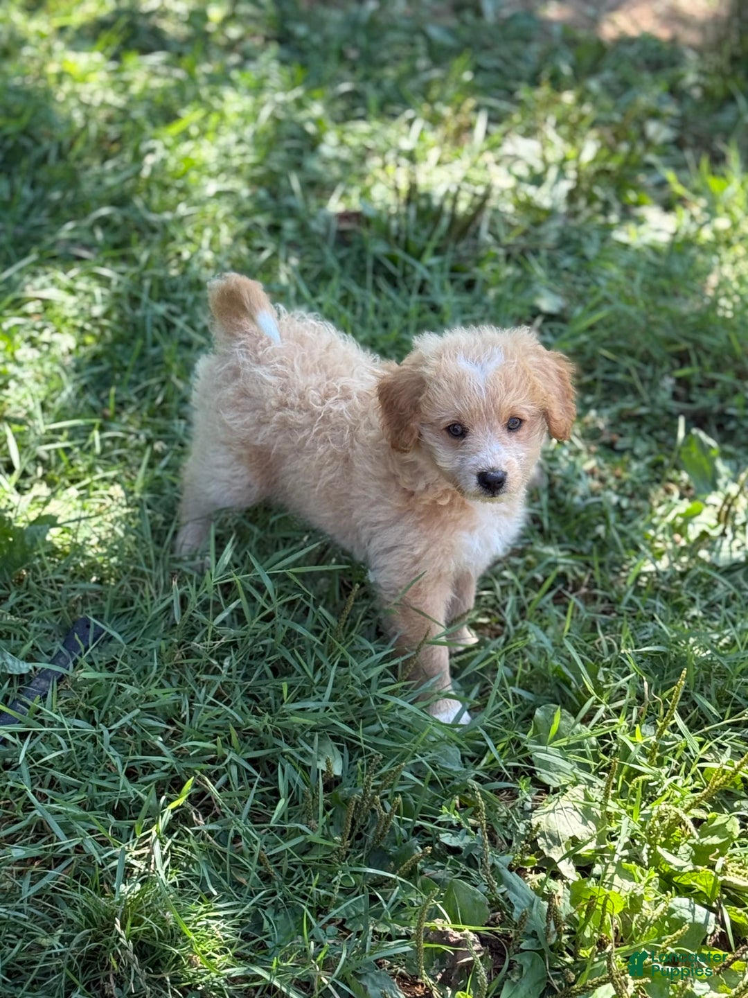 Pomapoo dogs for sale: Poncho - Image 1