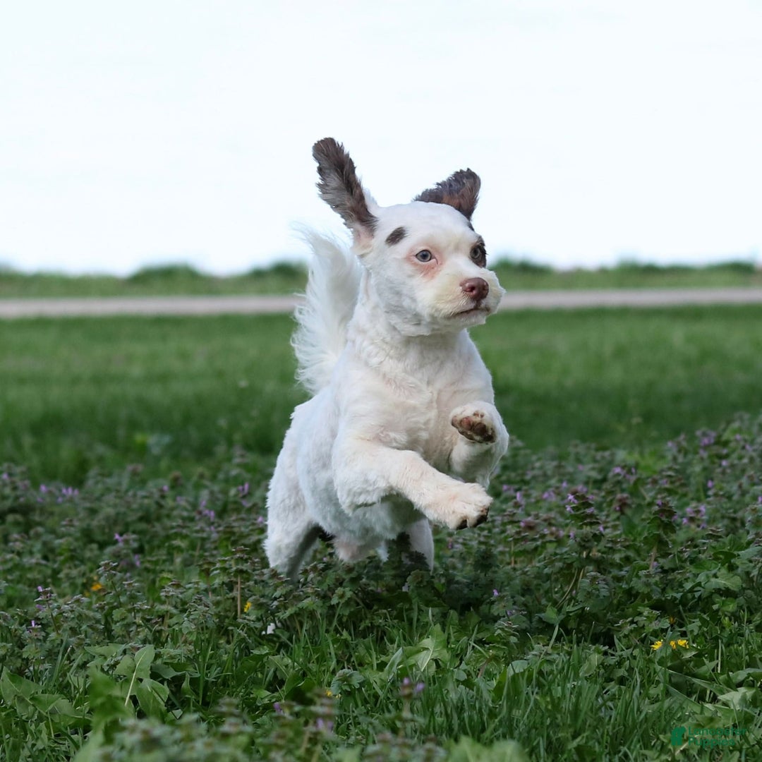Shihpoo dogs for sale: Billy - Image 12