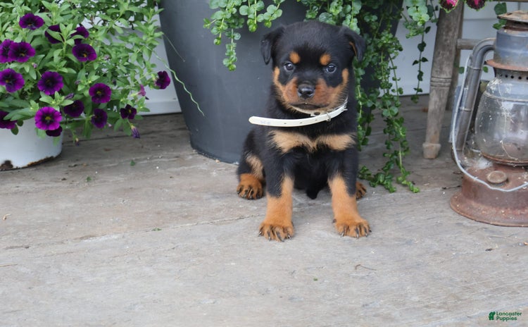 Rottweiler dogs for sale - Ad 4