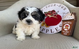 Teddy Bear dogs for sale: Firecracker - Image 2
