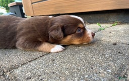 Miniature Australian Shepherd dogs for sale: Jane - Image 5