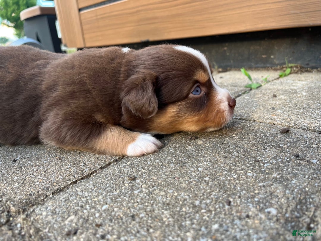Miniature Australian Shepherd dogs for sale: Jane - Image 5