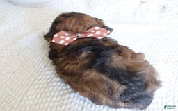 Toy Poodle dogs for sale: Gilbert - Image 4