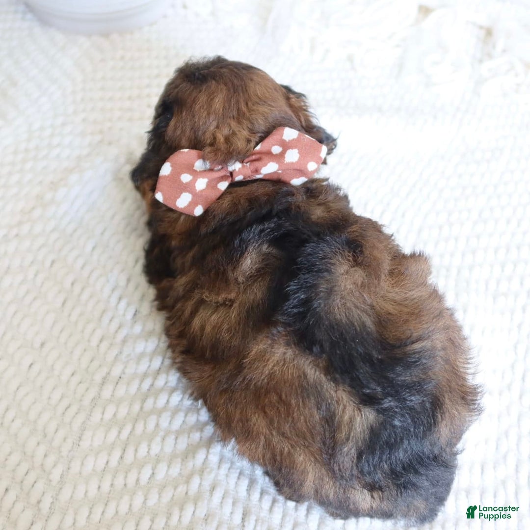 Toy Poodle dogs for sale: Gilbert - Image 4