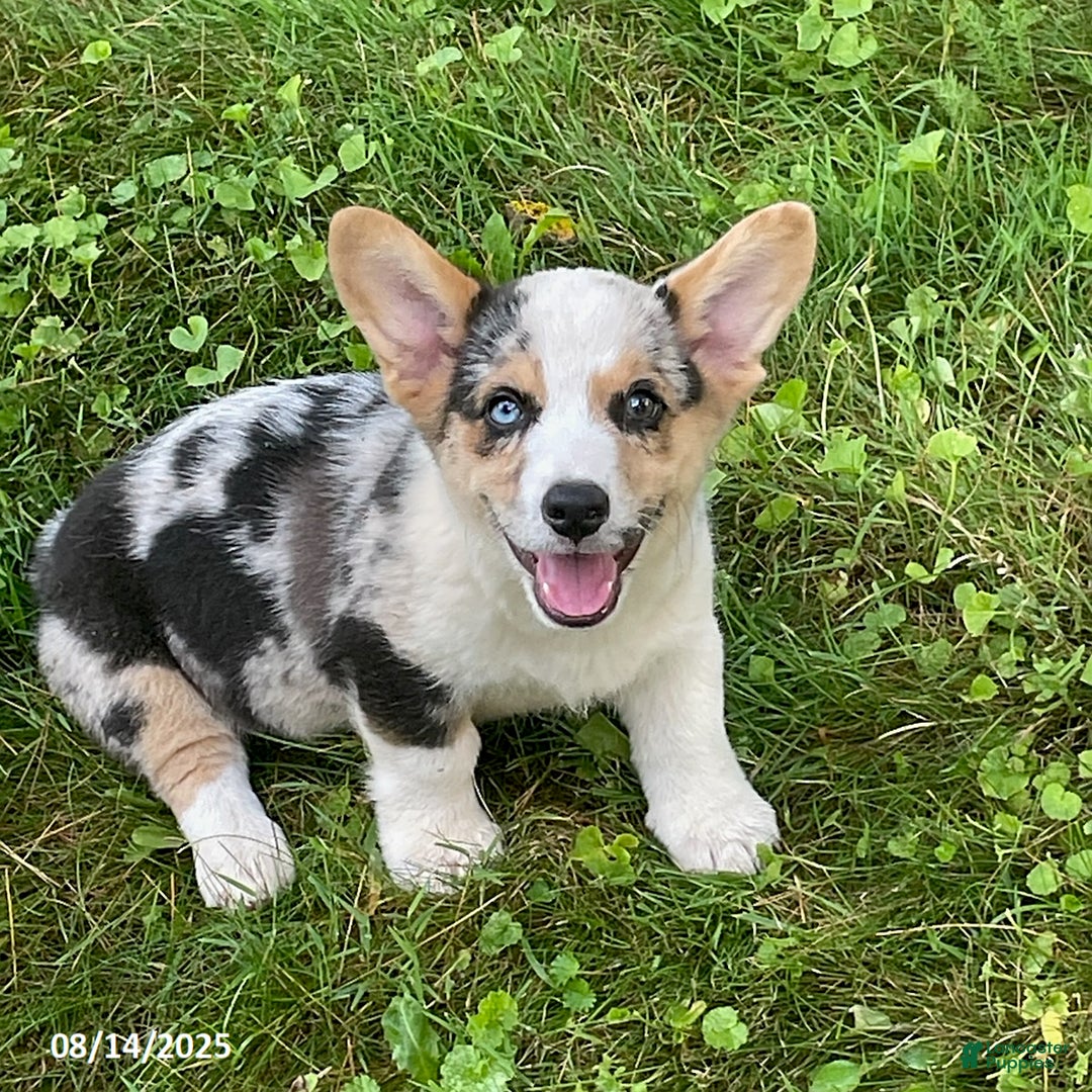 Welsh Corgi Pembroke dogs for sale: Dusty - Image 1
