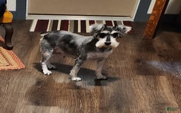 Miniature Schnauzer dogs for sale: Dessy - Image 6