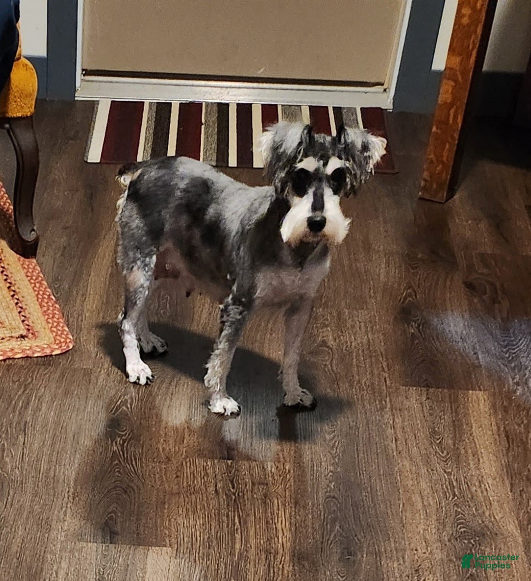 Miniature Schnauzer dogs for sale: Dessy - Image 6
