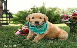 Golden Retriever dogs for sale: Moose - Image 5