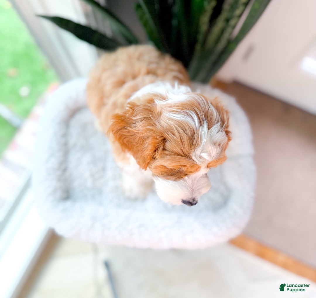 Cavapoo dogs for sale: Yolo - Image 3