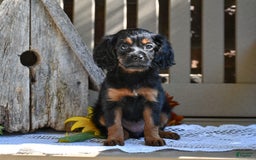 Cavapoo dogs for sale: Cavapoo 6 puppies - Image 3