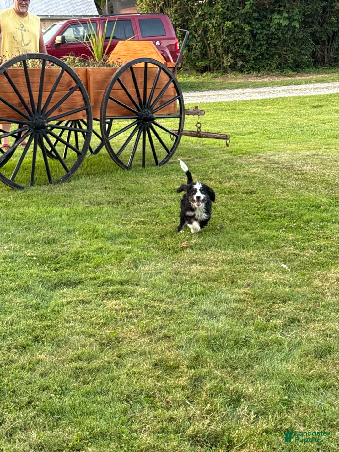 Bernedoodle dogs for sale: Justice 77956 - Image 12