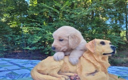 Golden Retriever dogs for sale: Maggie - Image 3