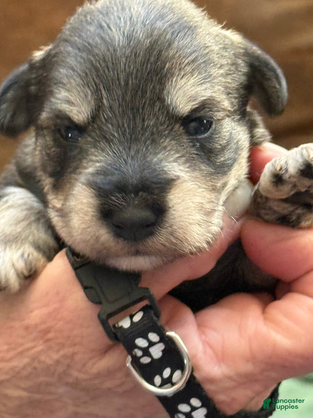 Miniature Schnauzer dogs for sale: Puppy1black - Image 2
