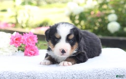 Bernese Mountain Dog dogs for sale: Porter AKC - Image 2
