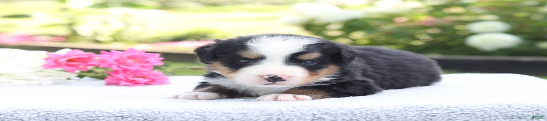 Porter AKC