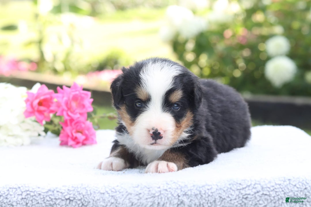 Bernese Mountain Dog dogs for sale: Porter AKC - Image 2