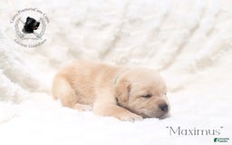 Cane Corso dogs for sale: "maximus" - Image 4