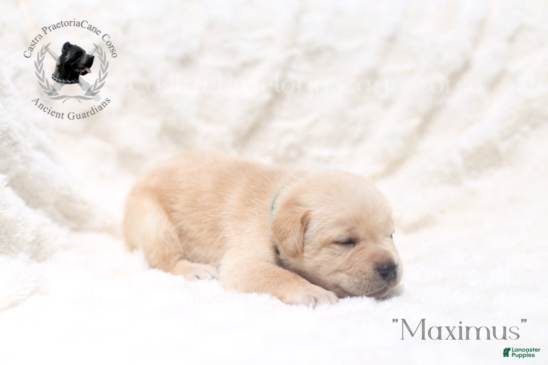 Cane Corso dogs for sale: "maximus" - Image 4