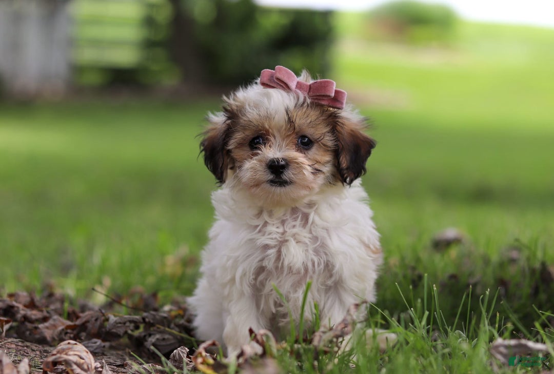 Shihpoo dogs for sale: Sabrina - Image 6