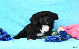 Shihpoo dogs for sale: Tucker - Image 3