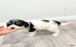 Mini Bernedoodle dogs for sale: Diva - Image 7