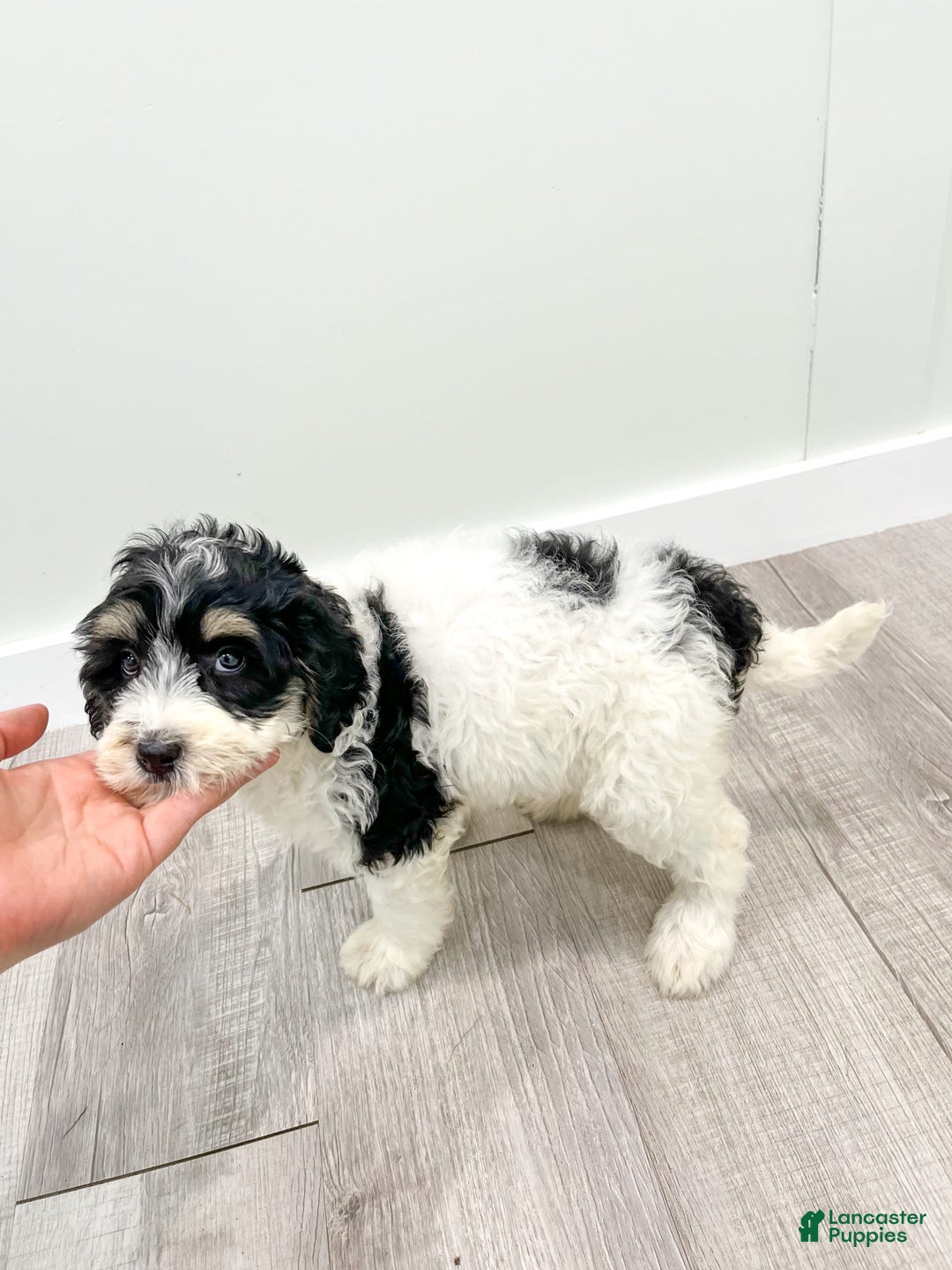 Mini Bernedoodle dogs for sale: Diva - Image 7