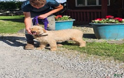 Goldendoodle dogs for sale: Jax - Image 2