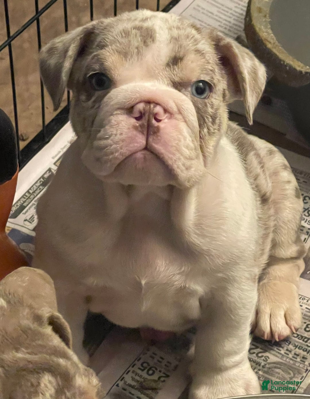 English Bulldog dogs for sale: Iceman - Image 10