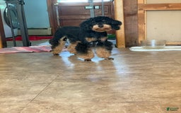 Yorkiepoo dogs for sale: Messie - Image 8