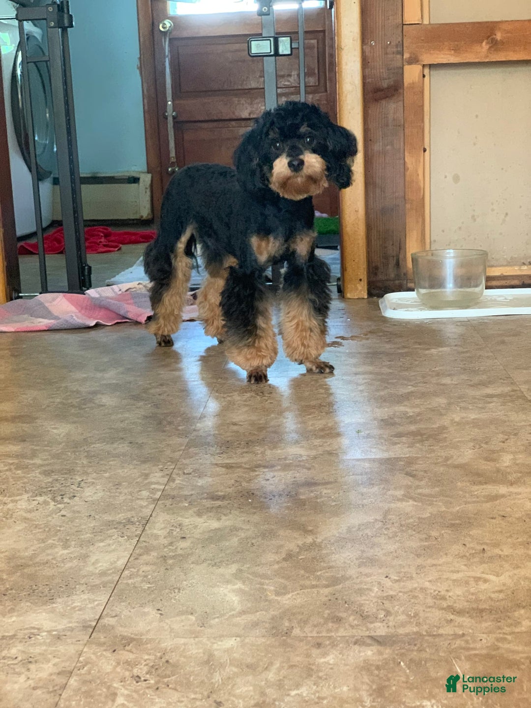 Yorkiepoo dogs for sale: Messie - Image 8