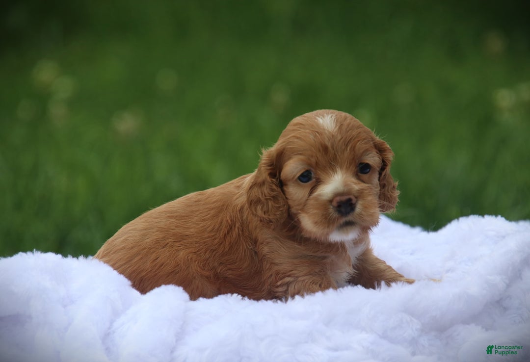 Cocker Spaniel dogs for sale: Fuji - Image 2